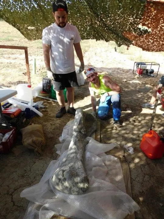 Húmero extraído copia