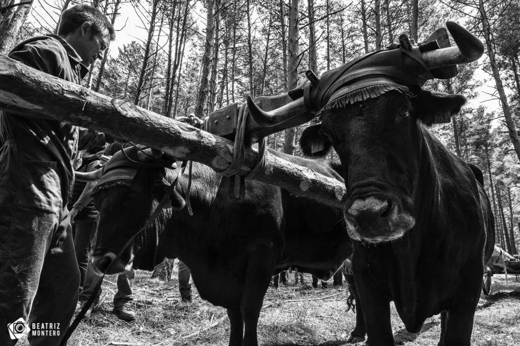 LAS VACAS MUY DE CERCA