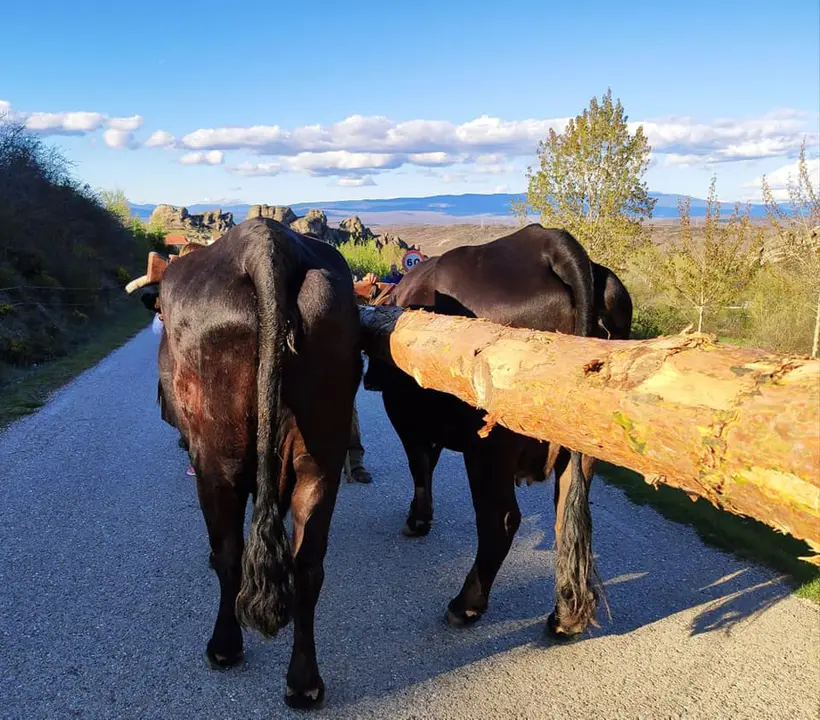 LAS VACAS POR DETRAS