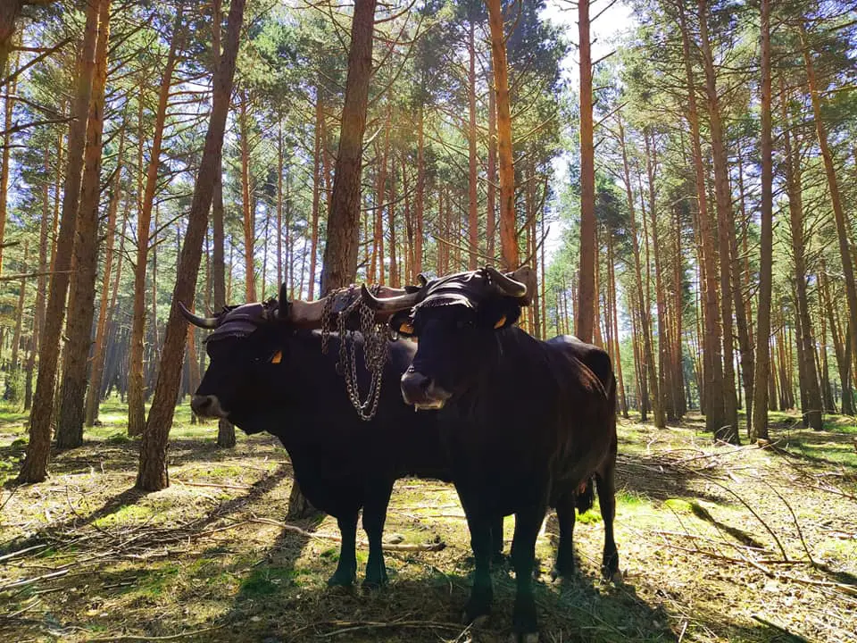 LAS VACAS SERRANAS EN EL PINAR
