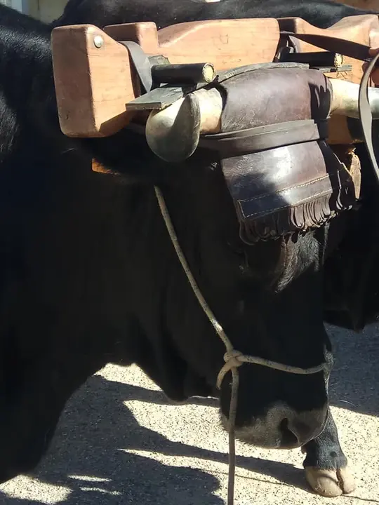 OTRA IMAGEN DE LA VACA