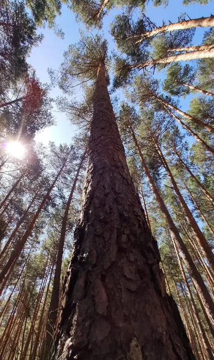 VISTA DEL MAYO EN EL PINAR