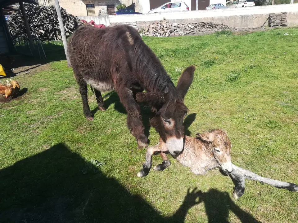BURDÉGANO EN REGUMIEL (1)