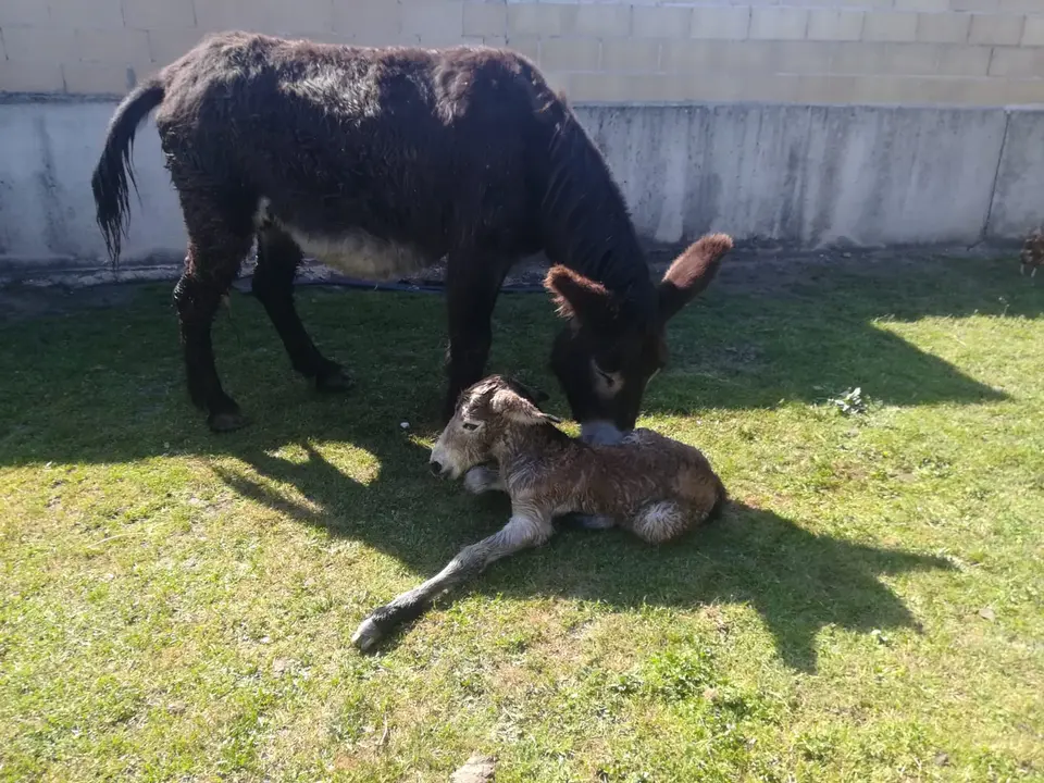 BURDÉGANO EN REGUMIEL (3)