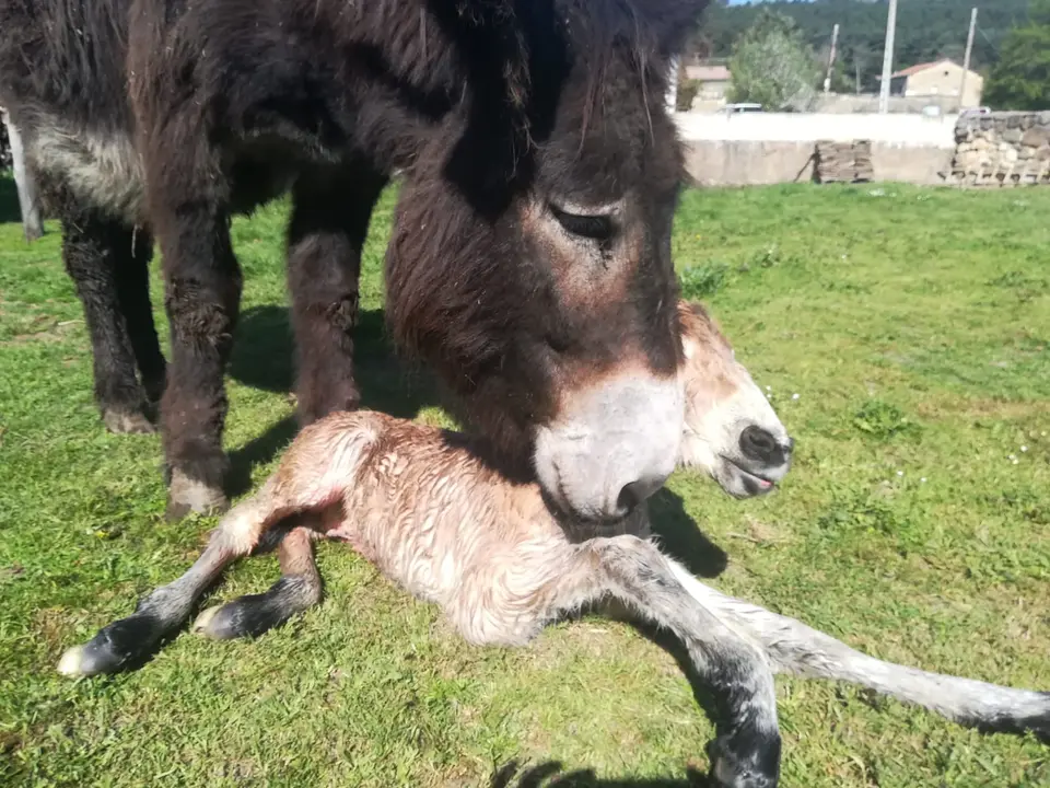 BURDÉGANO EN REGUMIEL (4)
