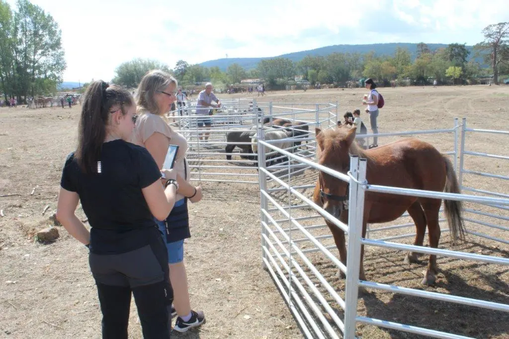 FERIA GANADERA VINUESA (18)