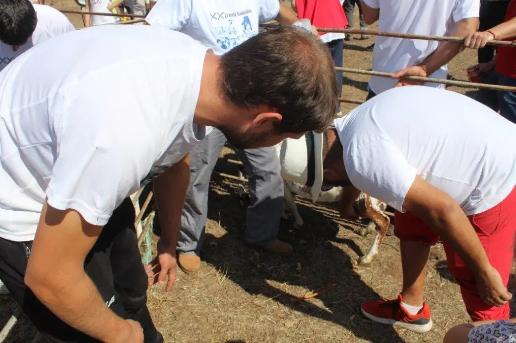 FERIA GANADERA VINUESA (17)