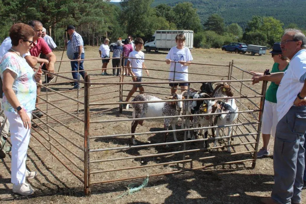 FERIA GANADERA VINUESA (19)