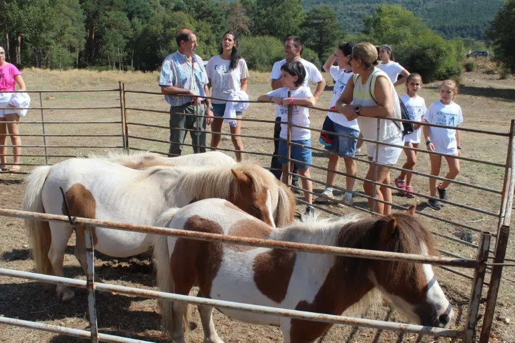 FERIA GANADERA VINUESA (21)