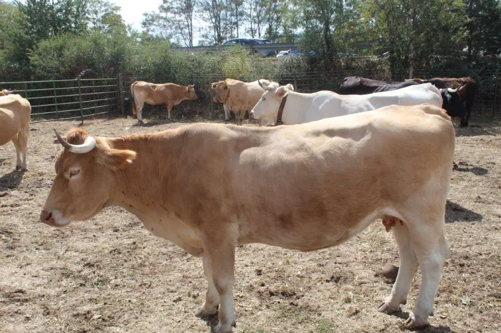 FERIA GANADERA VINUESA (23)