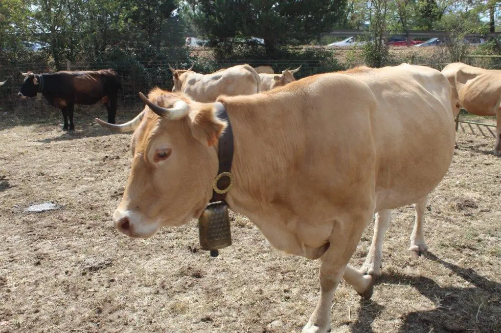 FERIA GANADERA VINUESA (24)