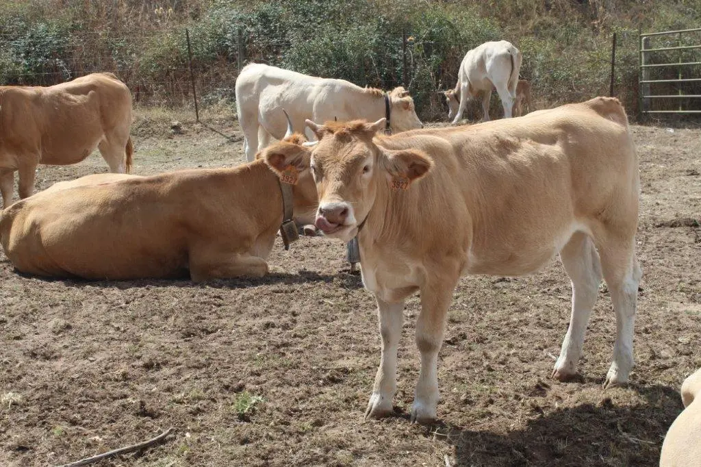 FERIA GANADERA VINUESA (30)