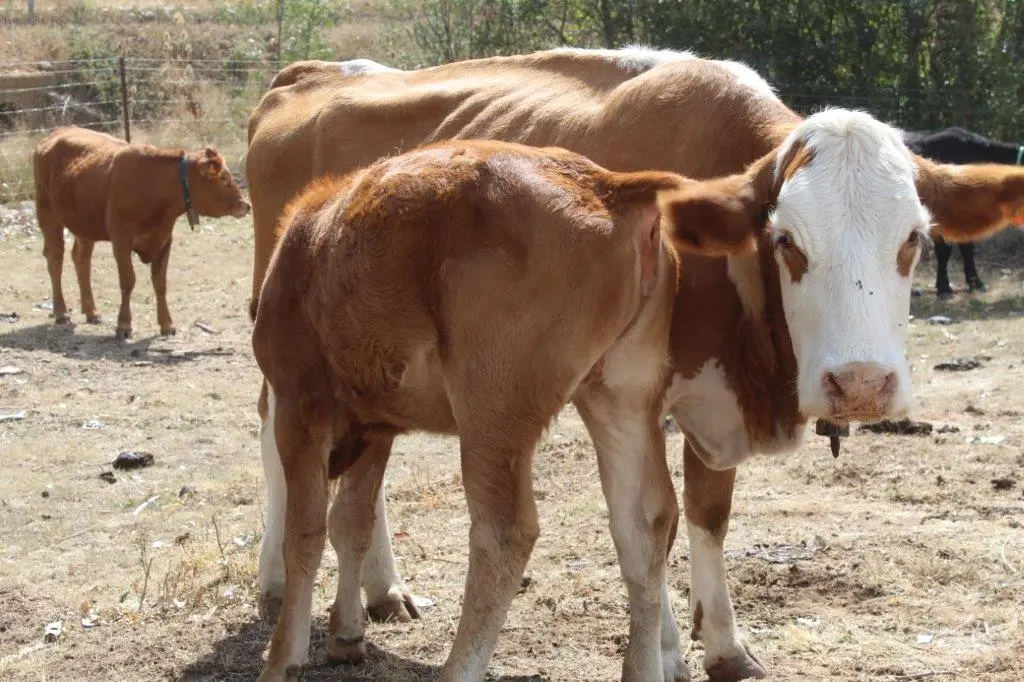 FERIA GANADERA VINUESA (31)