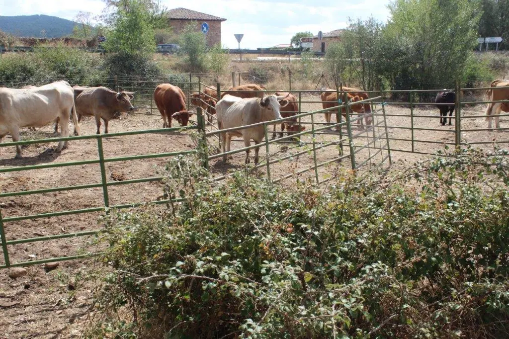 FERIA GANADERA VINUESA (33)