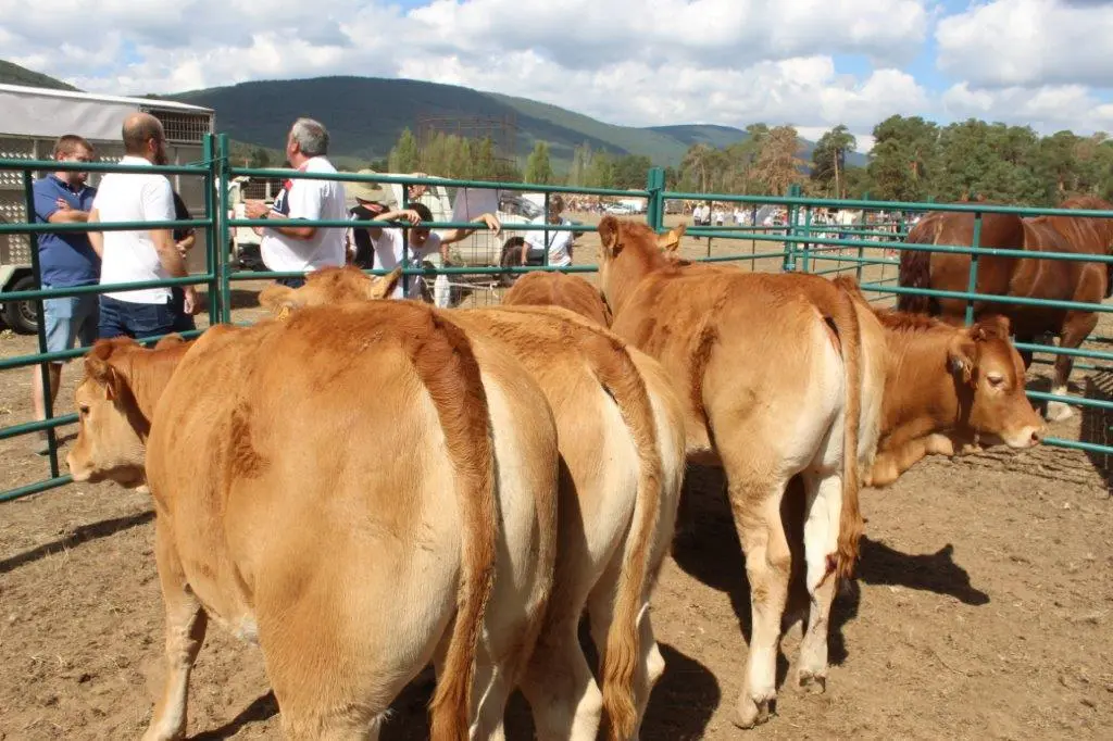 FERIA GANADERA VINUESA (37)