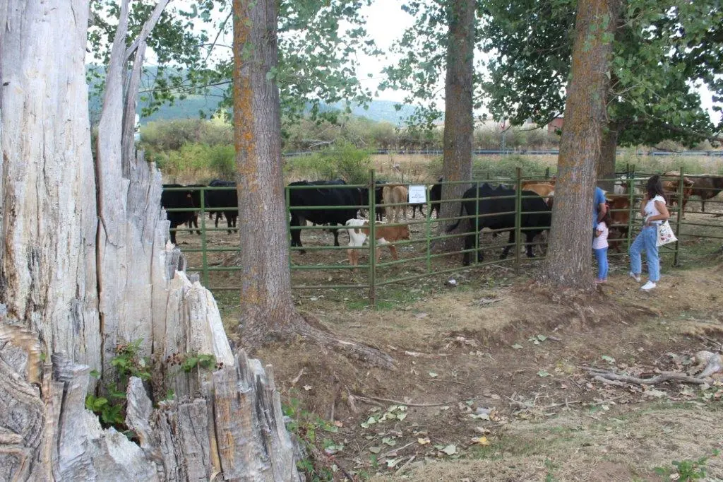 FERIA GANADERA VINUESA (38)