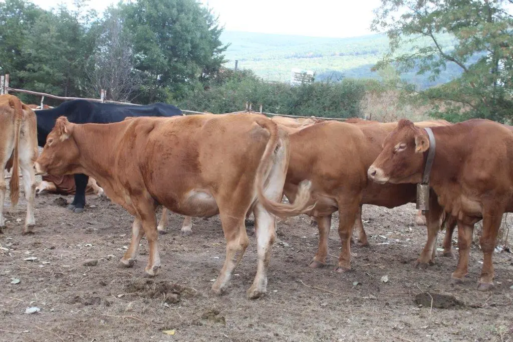 FERIA GANADERA VINUESA (39)