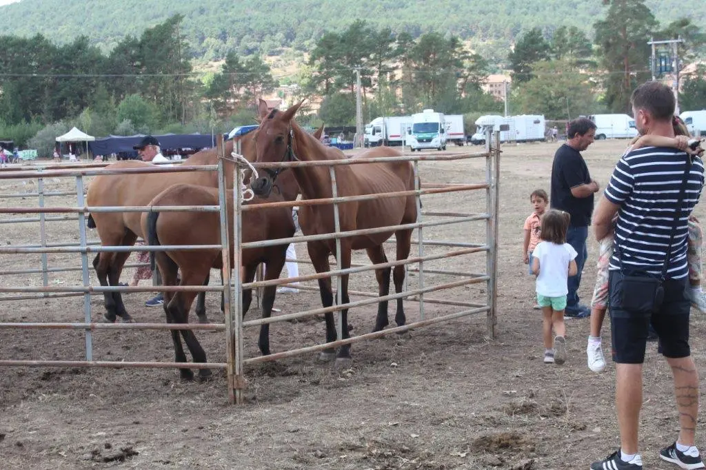 FERIA GANADERA VINUESA (45)