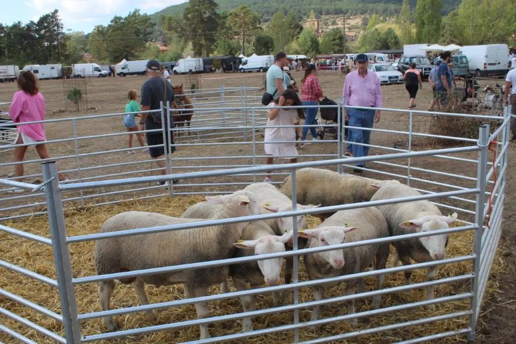 FERIA GANADERA VINUESA (47)