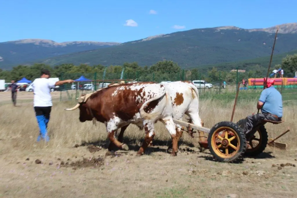 FERIA GANADERA COVALEDA (1)