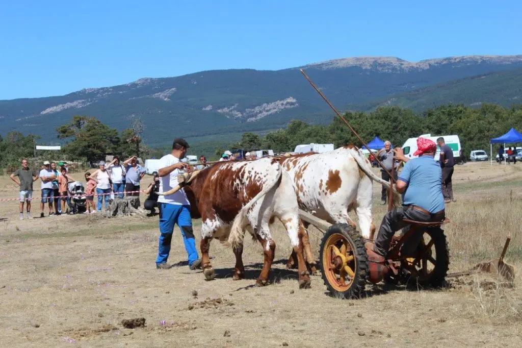 FERIA GANADERA COVALEDA (2)