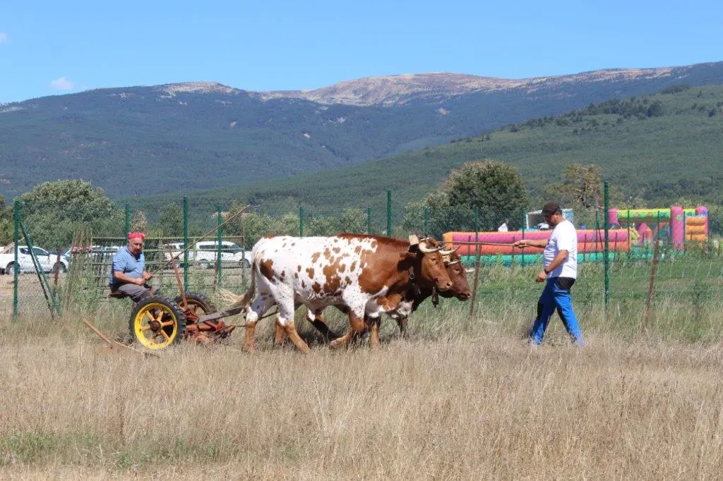 FERIA GANADERA COVALEDA (3)