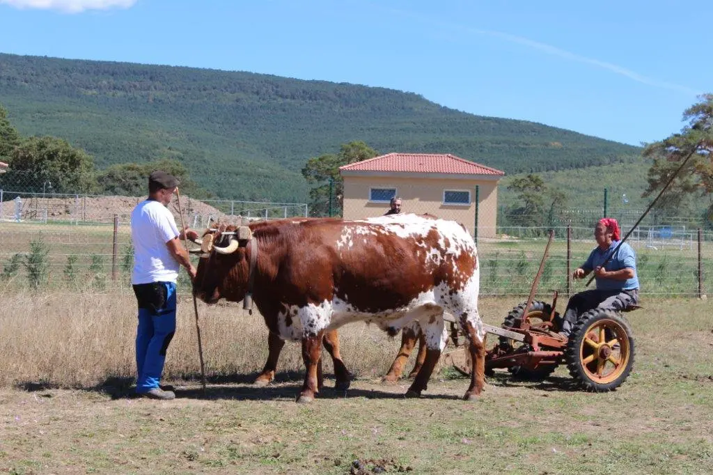 FERIA GANADERA COVALEDA (4)
