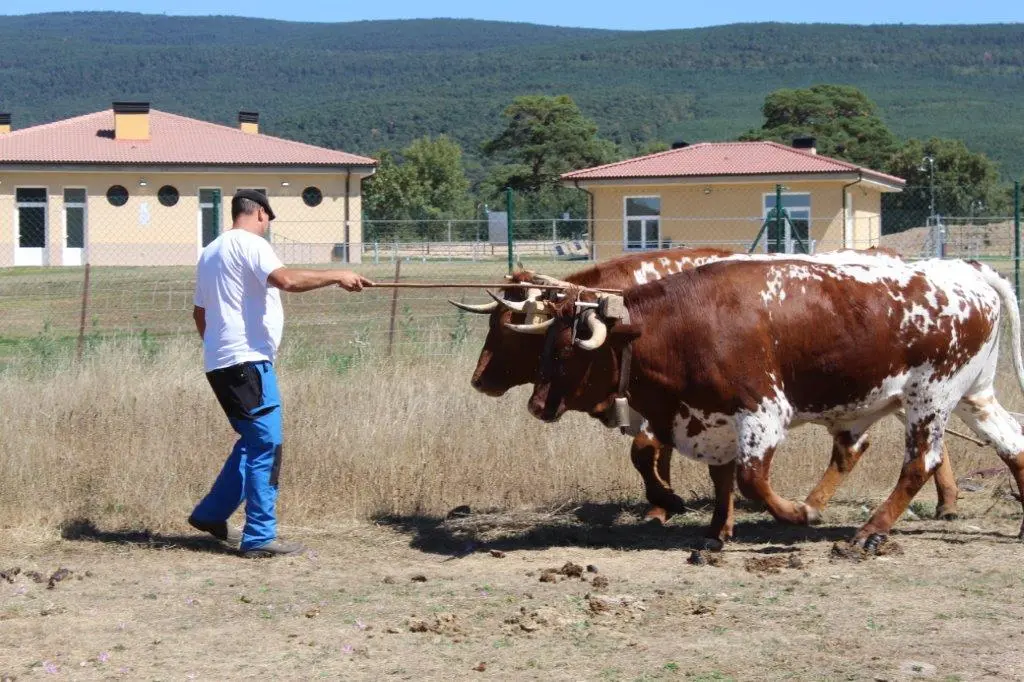 FERIA GANADERA COVALEDA (5)