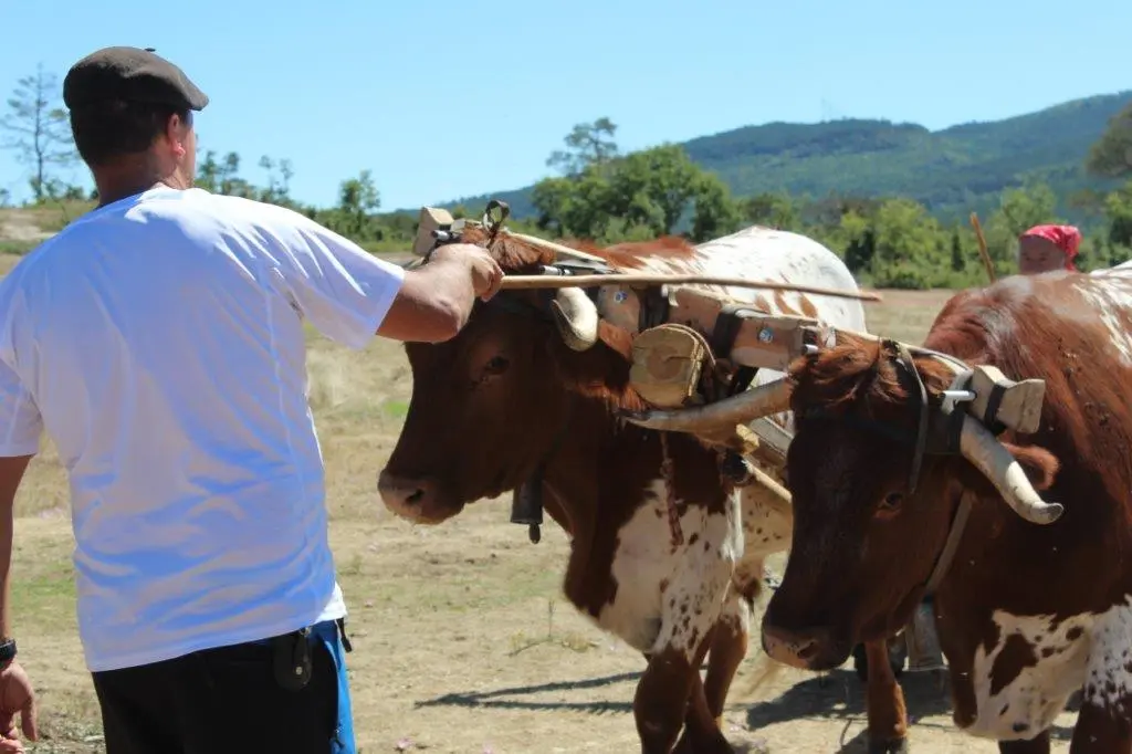 FERIA GANADERA COVALEDA (7)
