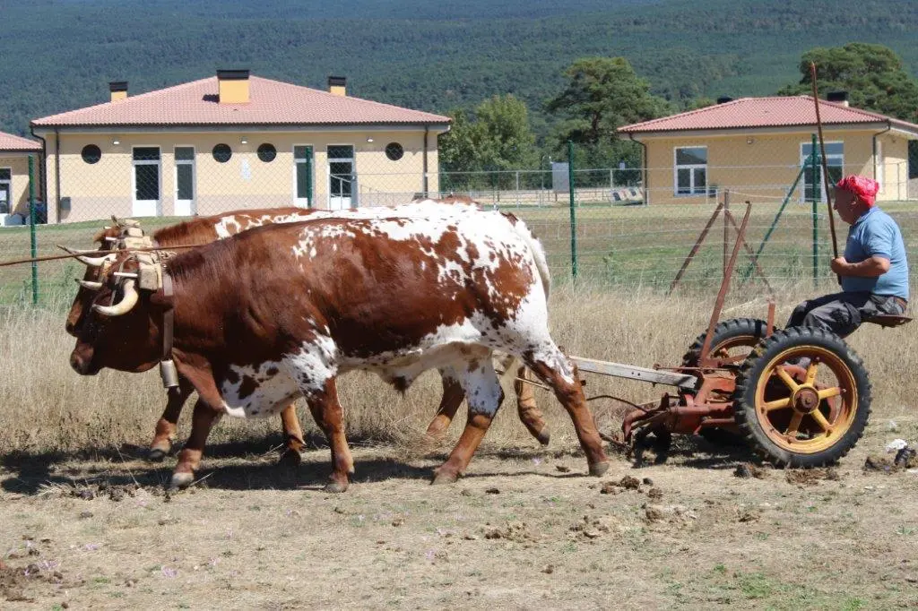 FERIA GANADERA COVALEDA (6)