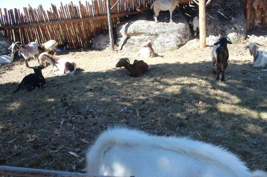 FERIA GANADERA COVALEDA (12)