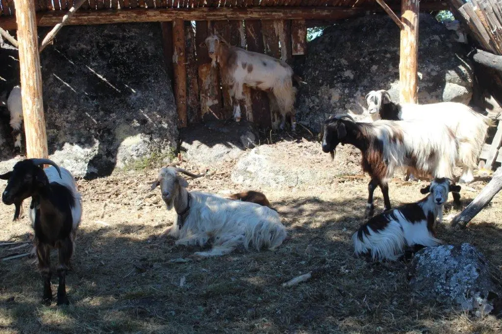 FERIA GANADERA COVALEDA (13)