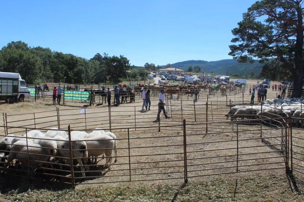 FERIA GANADERA COVALEDA (15)