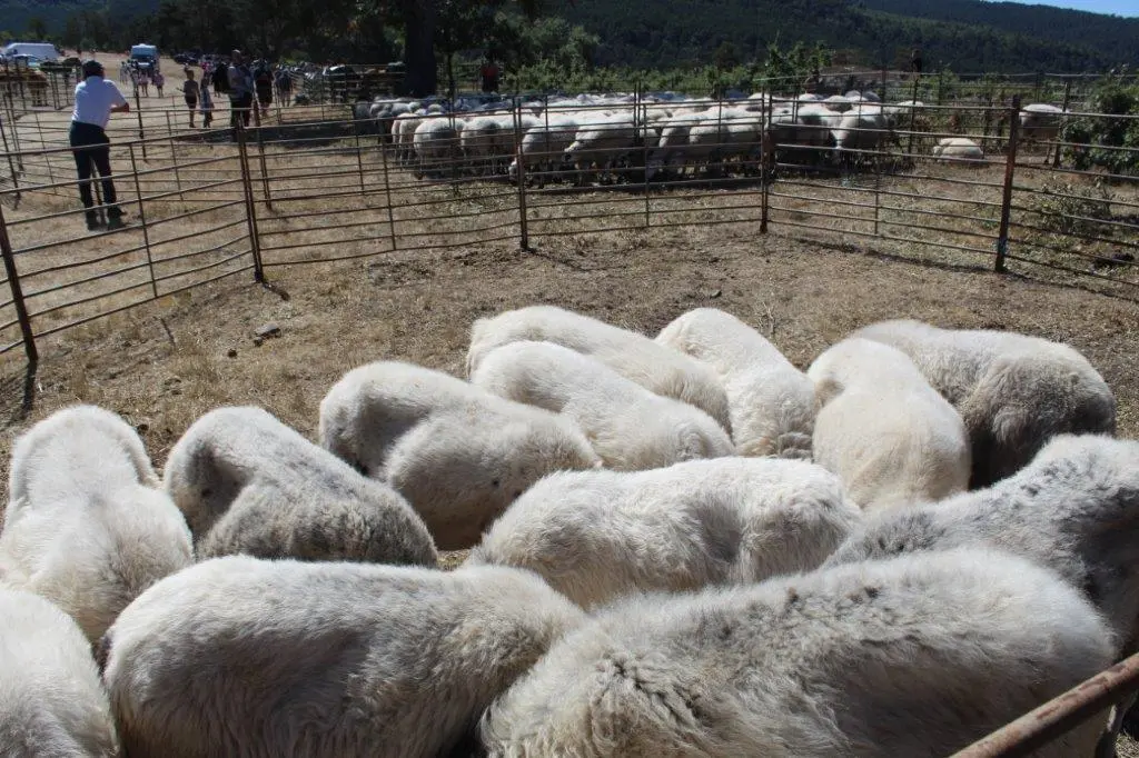 FERIA GANADERA COVALEDA (16)