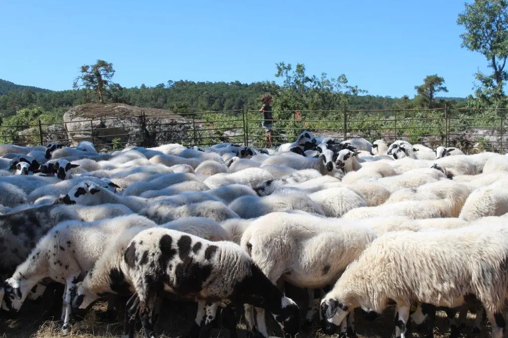 FERIA GANADERA COVALEDA (17)