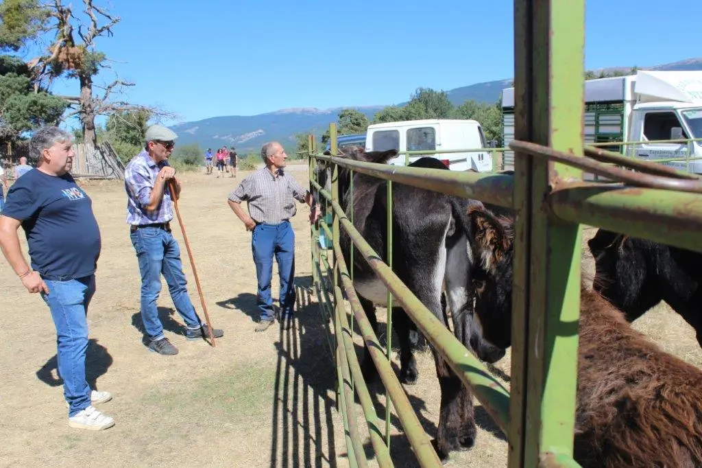 FERIA GANADERA COVALEDA (18)