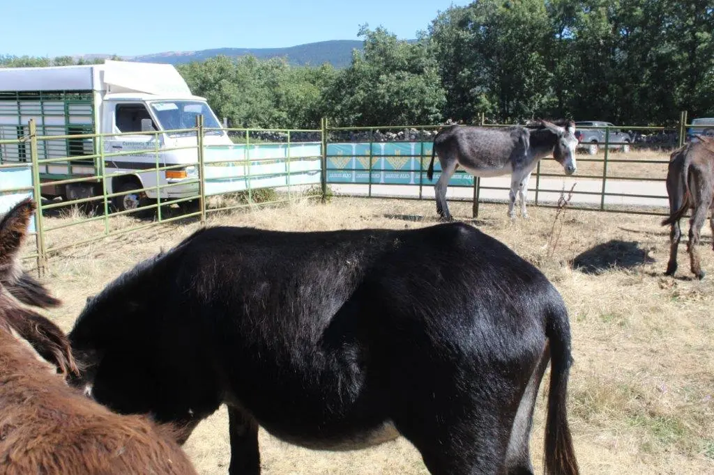 FERIA GANADERA COVALEDA (19)