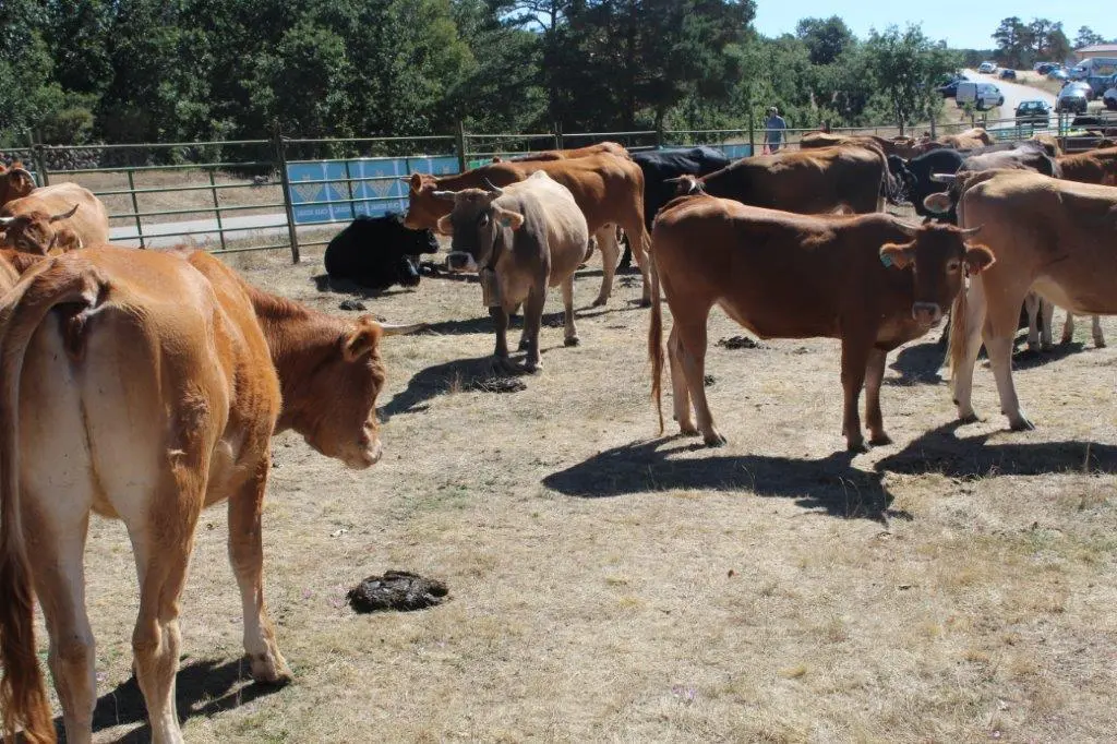 FERIA GANADERA COVALEDA (20)