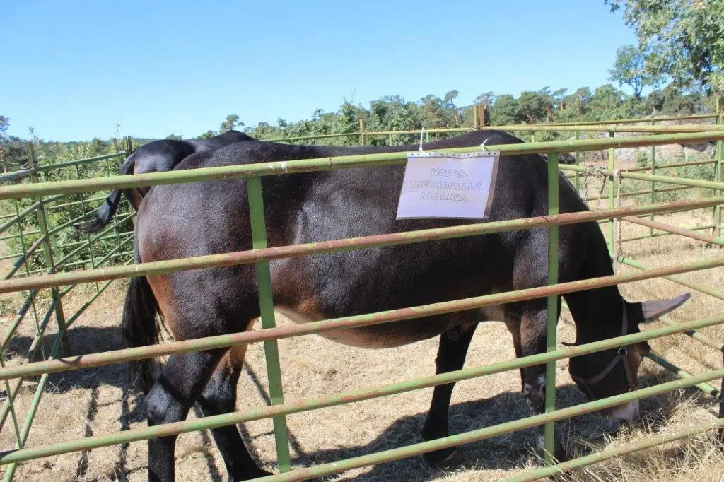 FERIA GANADERA COVALEDA (21)