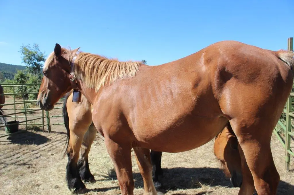 FERIA GANADERA COVALEDA (22)