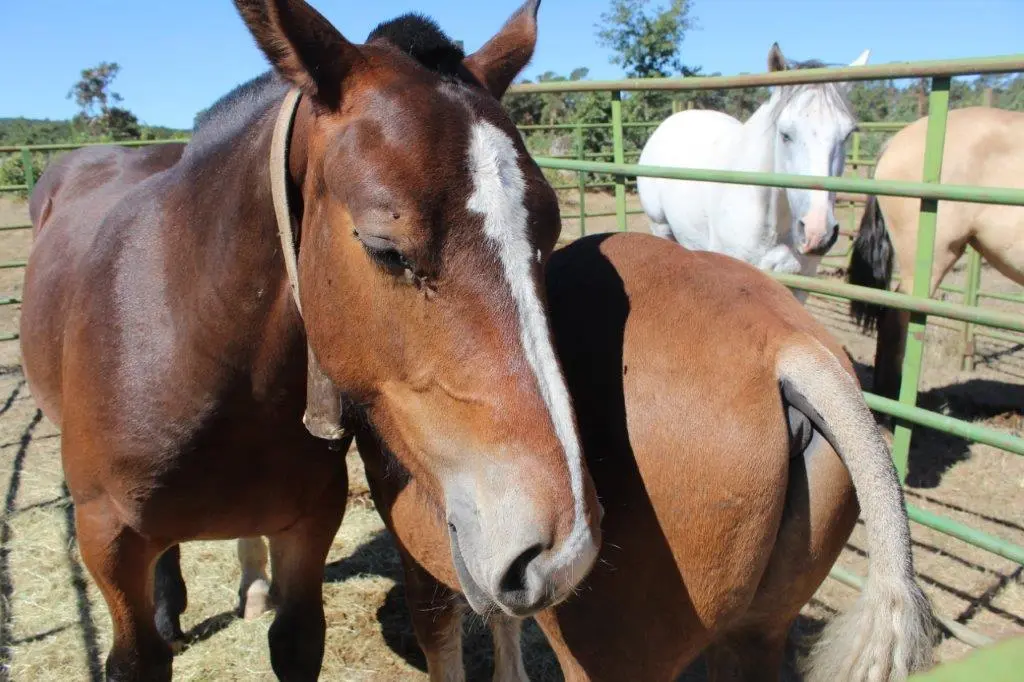 FERIA GANADERA COVALEDA (24)