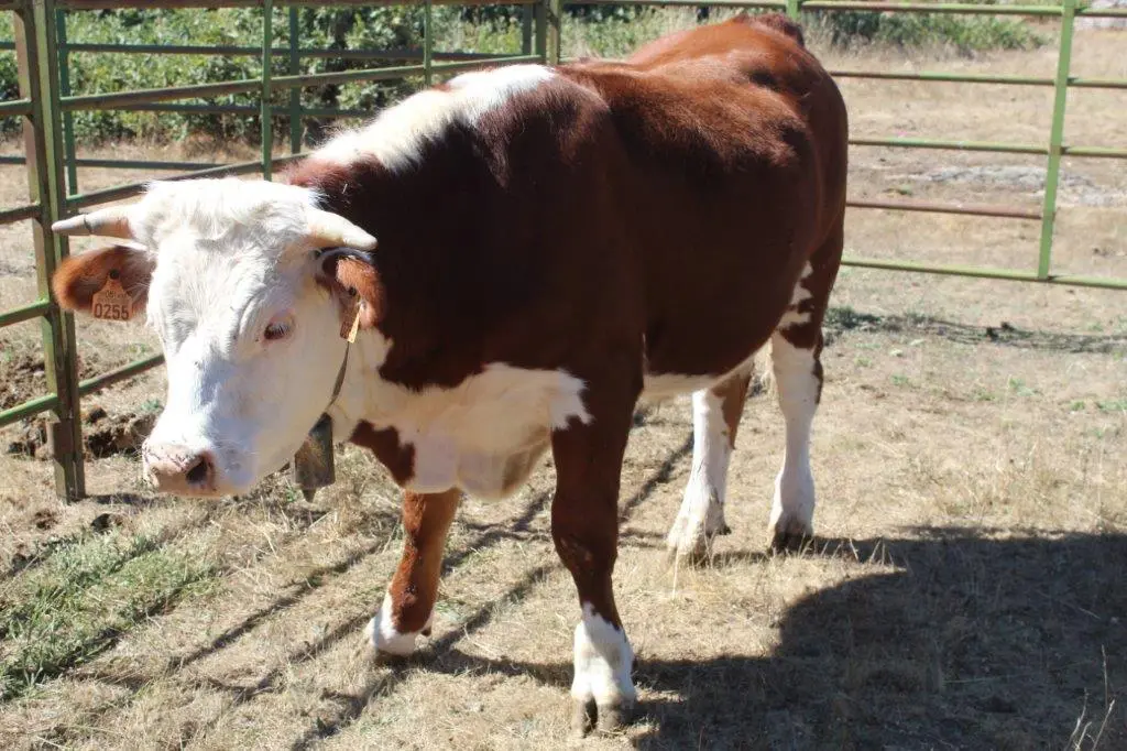 FERIA GANADERA COVALEDA (25)