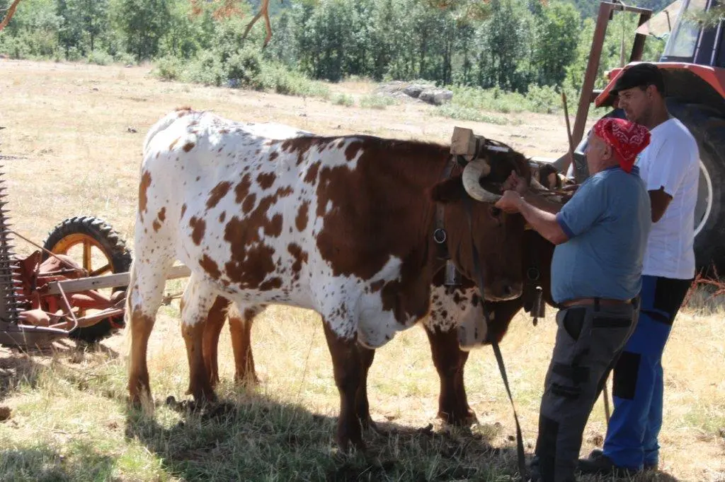 FERIA GANADERA COVALEDA (41)
