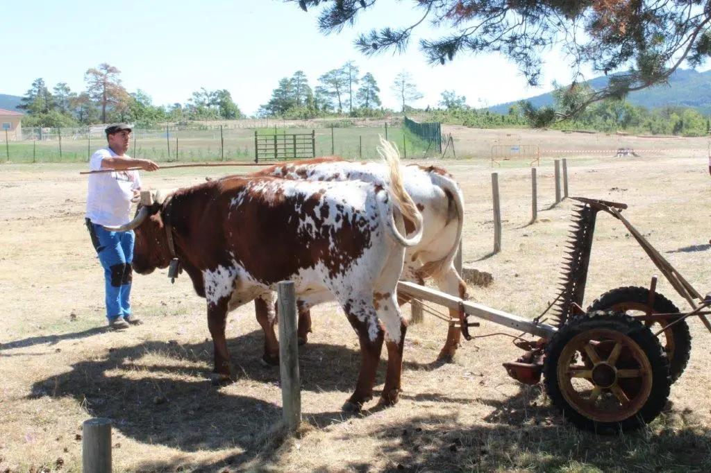 FERIA GANADERA COVALEDA (43)
