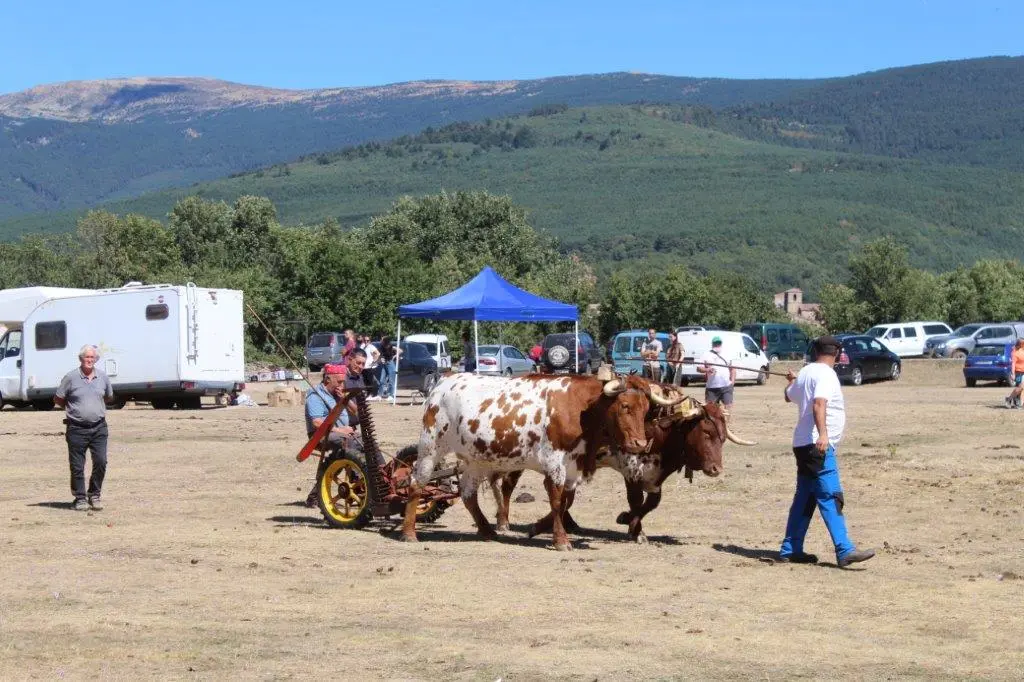FERIA GANADERA COVALEDA (44)