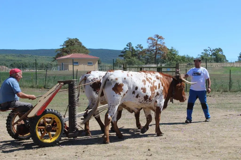 FERIA GANADERA COVALEDA (45)