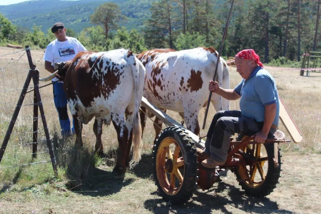 FERIA GANADERA COVALEDA (46)