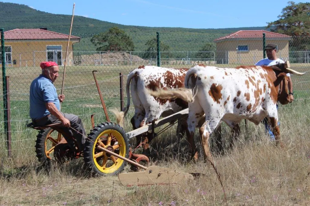 FERIA GANADERA COVALEDA (49)