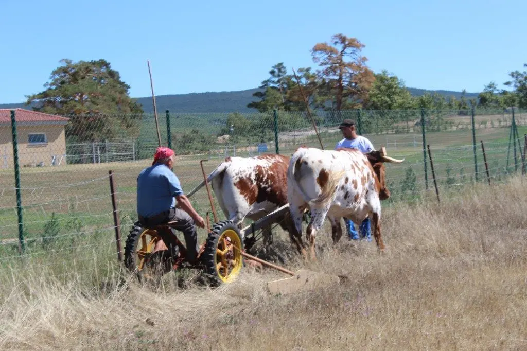 FERIA GANADERA COVALEDA (50)