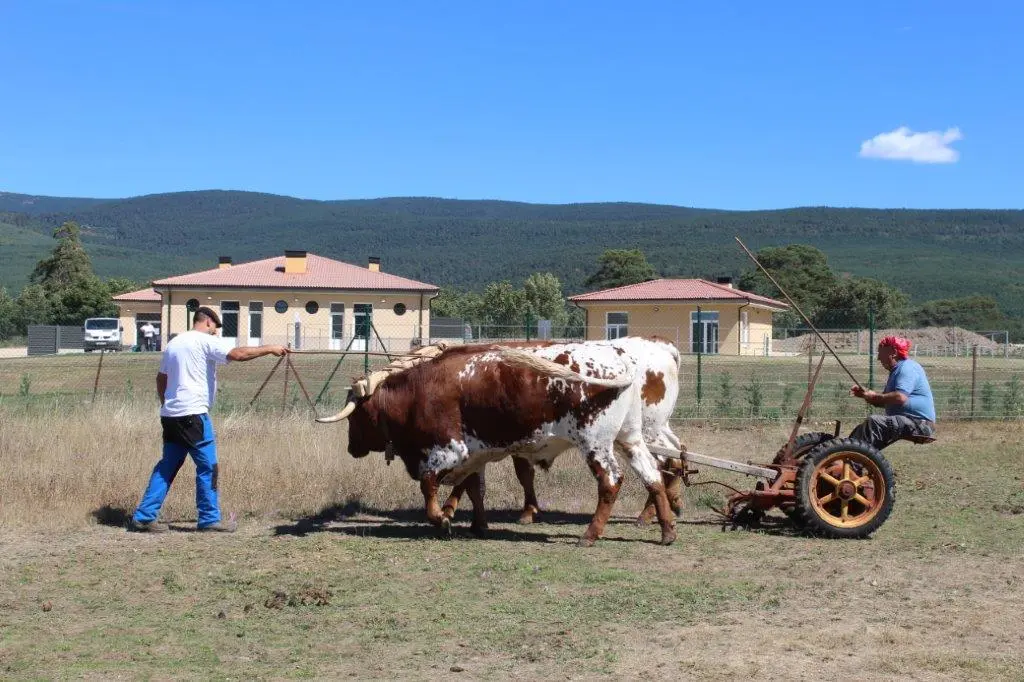 FERIA GANADERA COVALEDA (51)